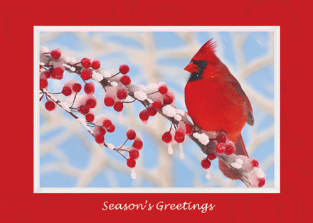 Cardinal Christmas Cards